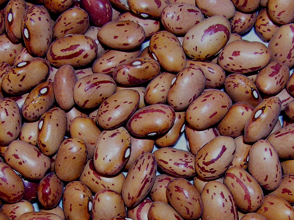 نتيجة بحث الصور عن ‪Bean seeds‬‏